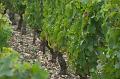 Vineyards near Pommard IMGP1835